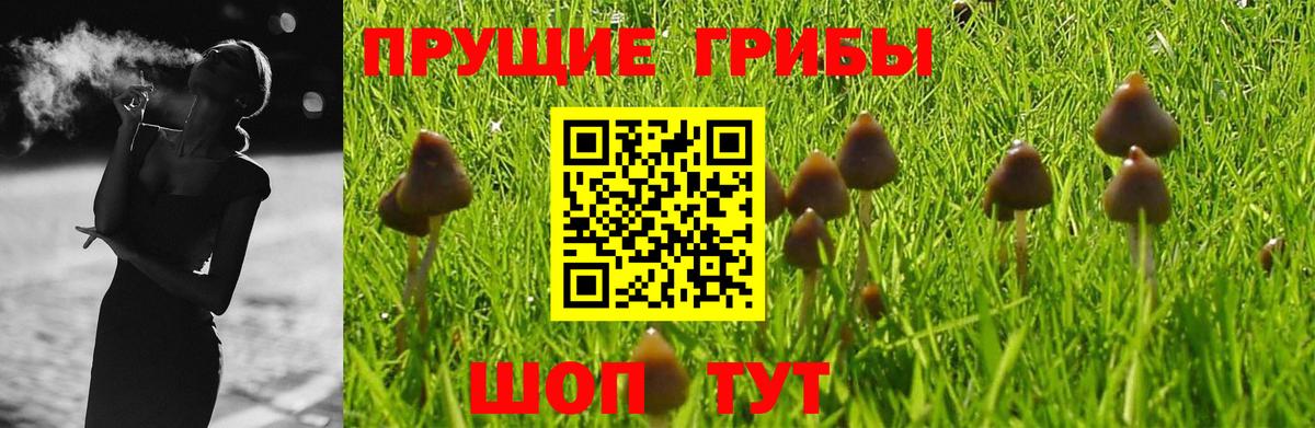 Псилоцибиновые грибы Psilocybine cubensis Сосновый Бор